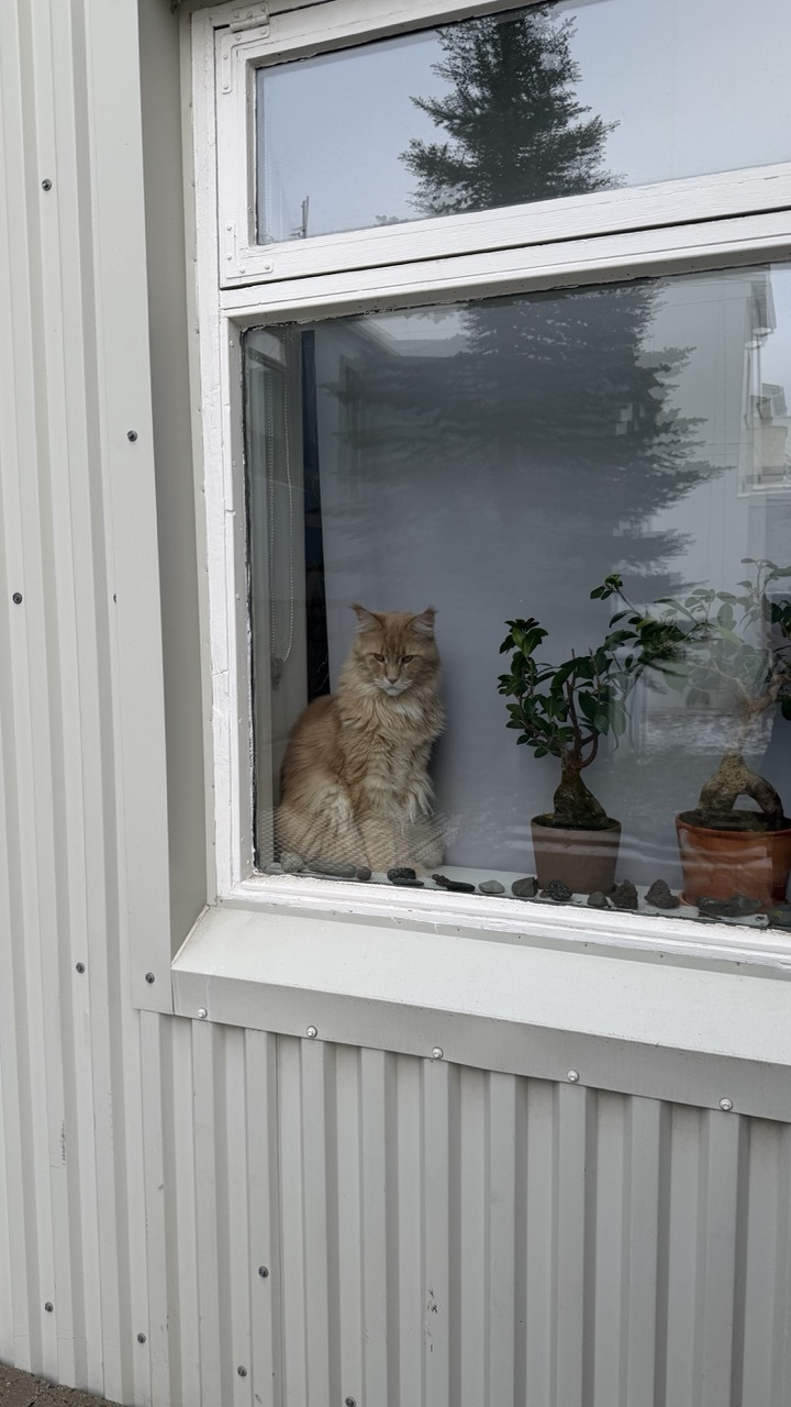 Cats of Iceland photo 1