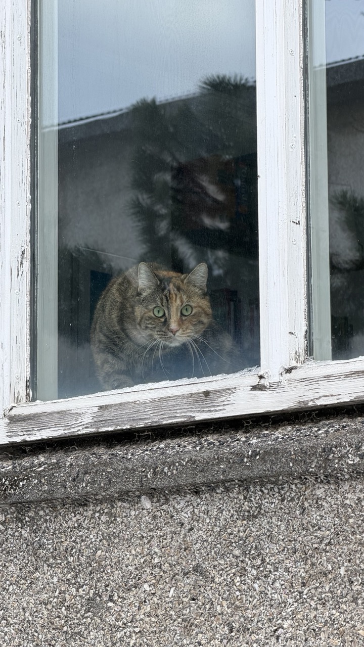 Cats of Iceland photo 2