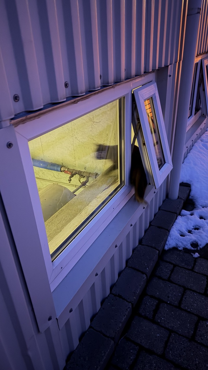 Cats of Iceland photo 3