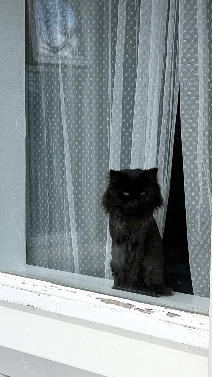 Cats of Iceland photo 4