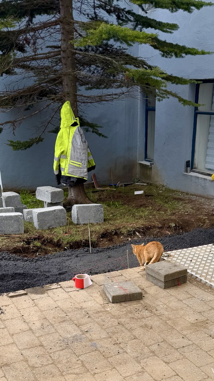 Cats of Iceland photo 5