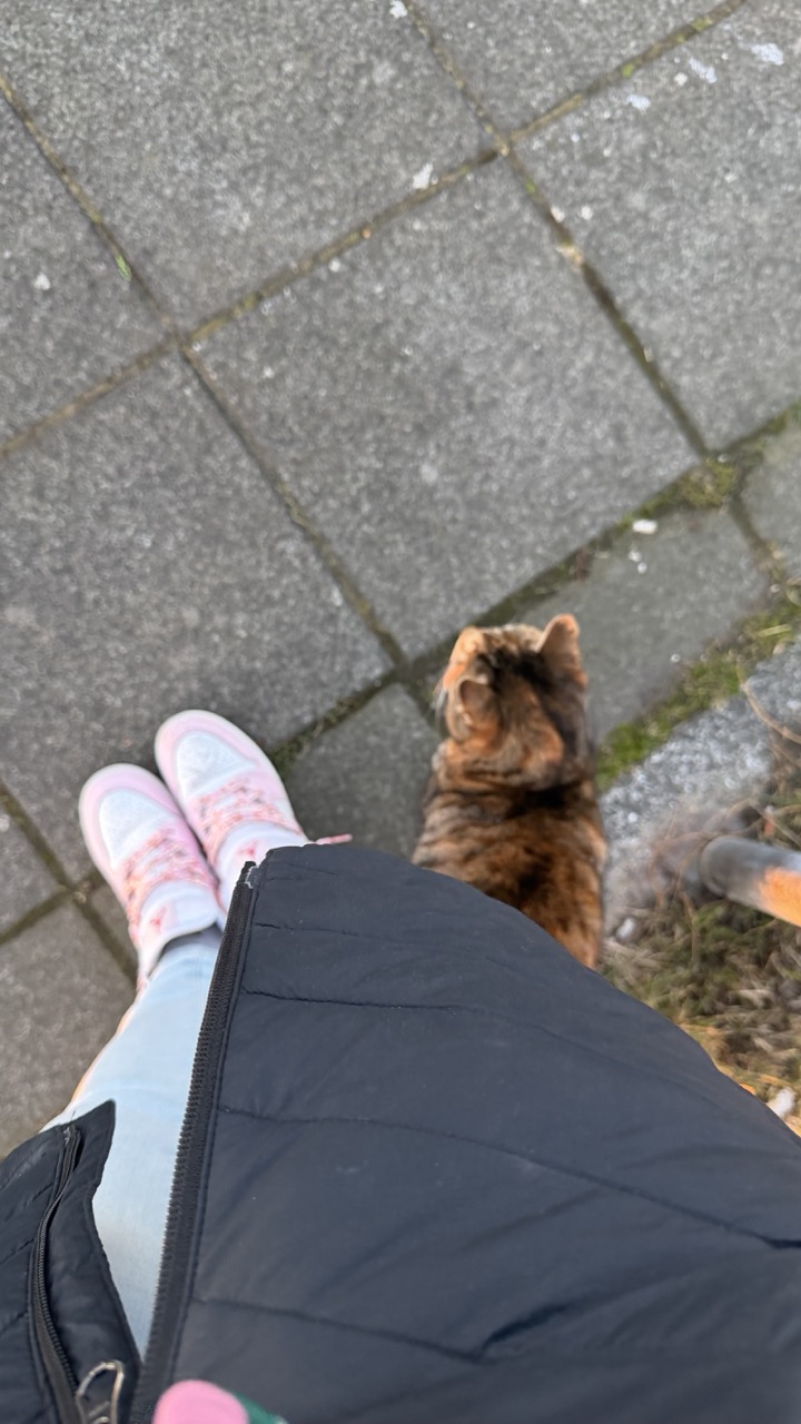 Cats of Iceland photo 6