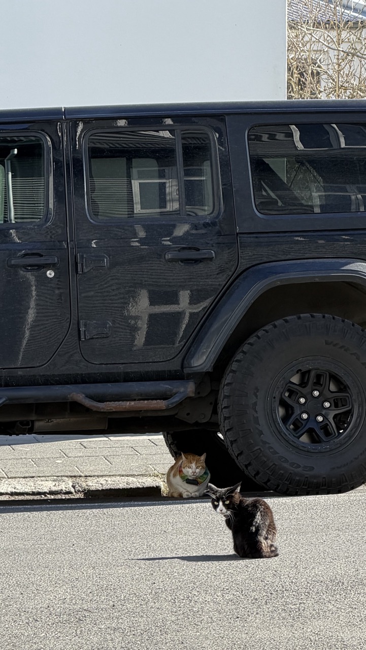 Cats of Iceland photo 7
