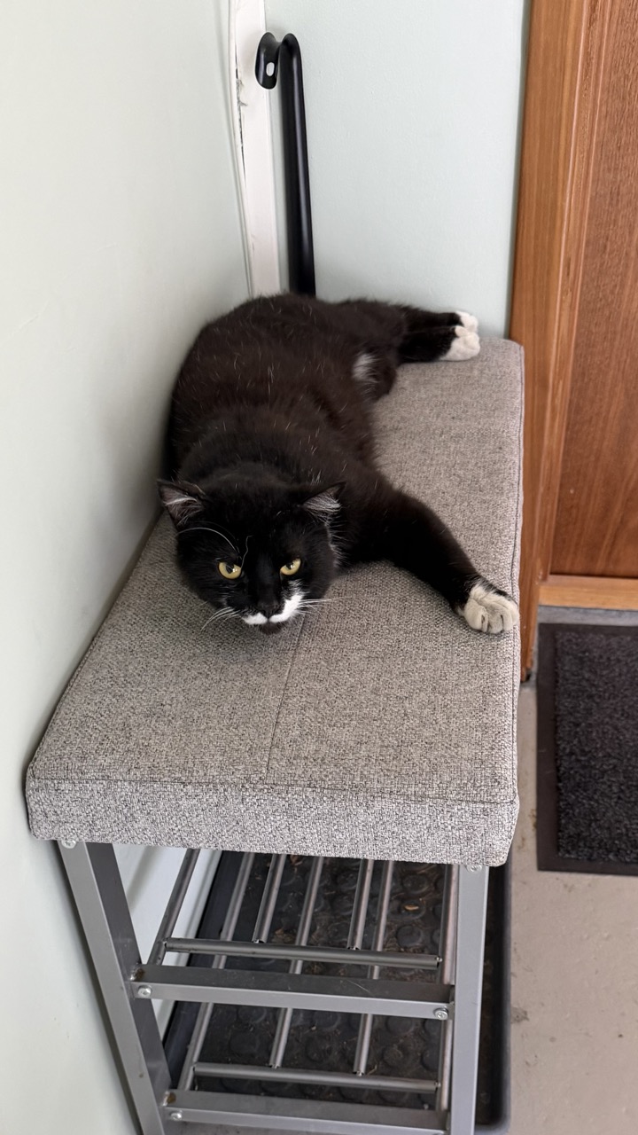 Cats of Iceland photo 9