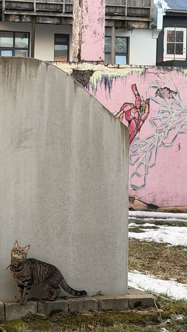 Cats of Iceland photo 13