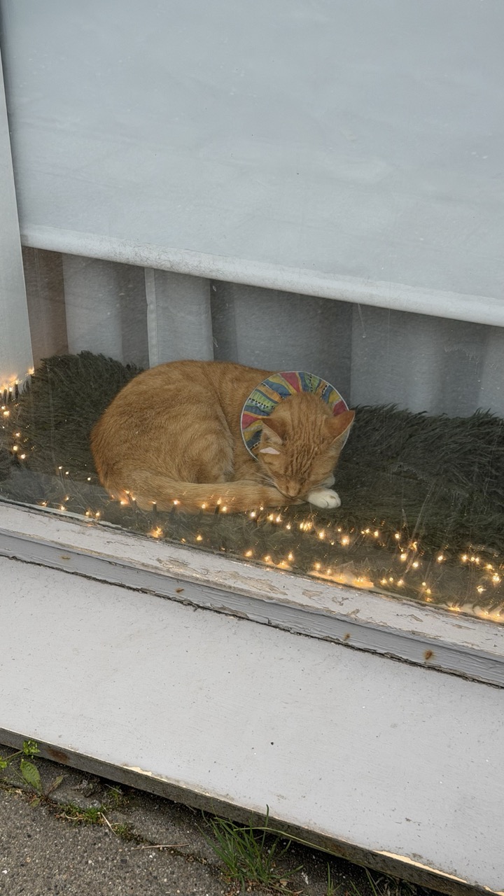 Cats of Iceland photo 14