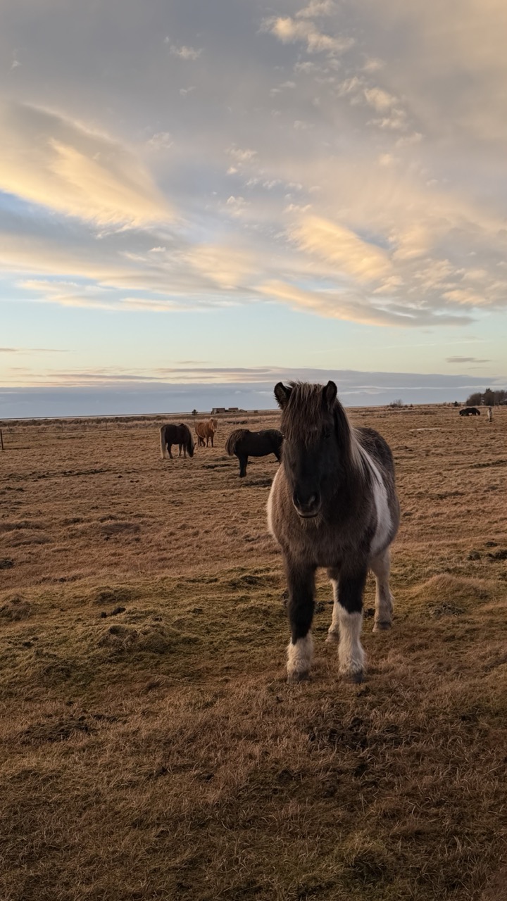 Cats of Iceland photo 15