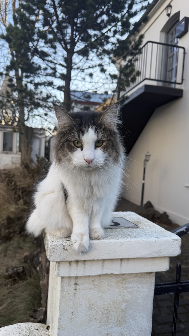 Cats of Iceland photo 16