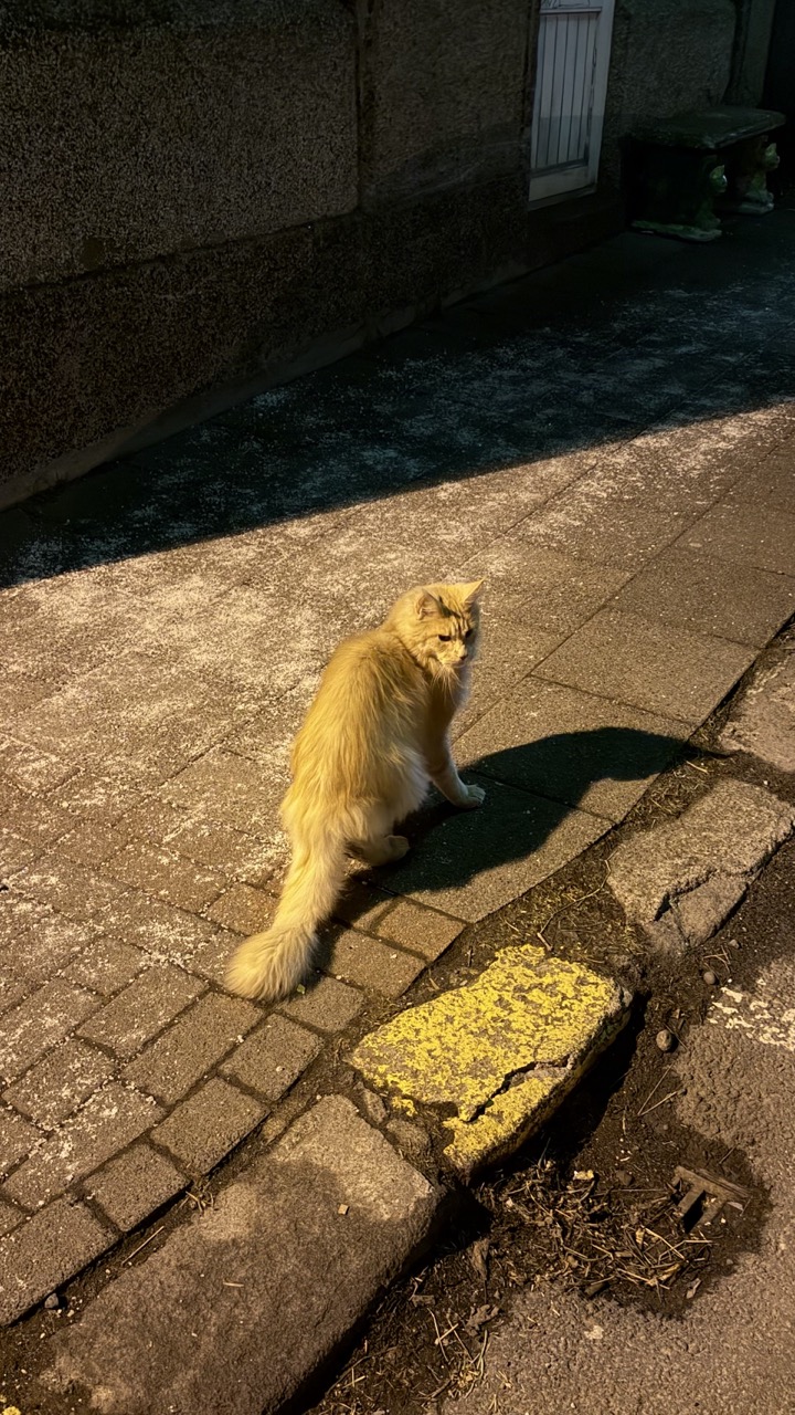 Cats of Iceland photo 17